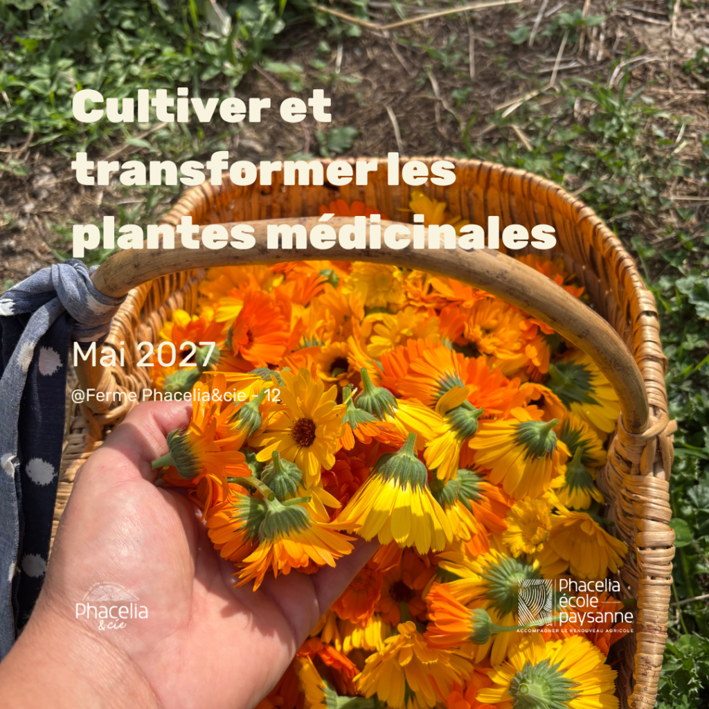 Cultiver et transformer les plantes médicinales
